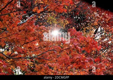 Kyoto, Giappone. 22 novembre 2020. Le foglie autunnali sono esposte al tempio di Shisendo a Kyoto domenica 22 novembre 2020. La gente ha goduto il fogliame colorato dell'autunno all'antica capitale del Giappone in tre vacanze autunnali consecutive. Credit: Yoshio Tsunoda/AFLO/Alamy Live News Foto Stock