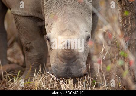 Rinoceronte bianco del bambino Ceratotherium simum Hluhluwe-iMfolozi Foto Stock