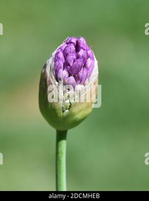 Zierlauch, Riesenlauch, Allium Giganteum ist eine wunderschoene Zierpflanze im Garten und hat lila Blueten. Giglio ornamentali, giglio gigante, Allium Gigant Foto Stock