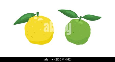 Verde e giallo yuzu giapponese citron frutta illustrazione vettore isolato su sfondo bianco. Illustrazione Vettoriale