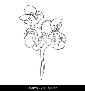 disegno di una linea con papavero. Fiore a linea continua. Illustrazione disegnata a mano per logo, emblema e scheda di design, poster. Vettore... Illustrazione Vettoriale