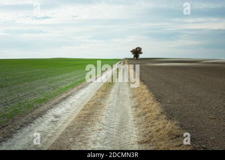 Lunga strada rurale attraverso i campi e un albero solitario Foto Stock