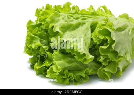 Foglie di lattuga fresche isolate su sfondo bianco. Salat con gocce d'acqua. Foto Stock