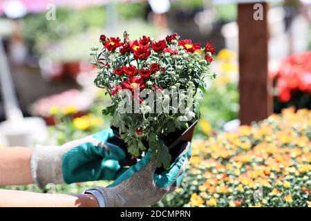 Mamme da giardino al vivaio locale Foto Stock