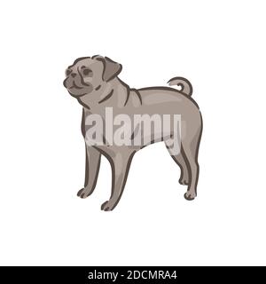 Carino cane Pug razza pedigree vettore illustrazione Illustrazione Vettoriale