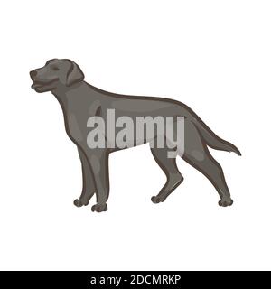 Cute cane Labrador-retriever razza pedigree illustrazione vettoriale Illustrazione Vettoriale