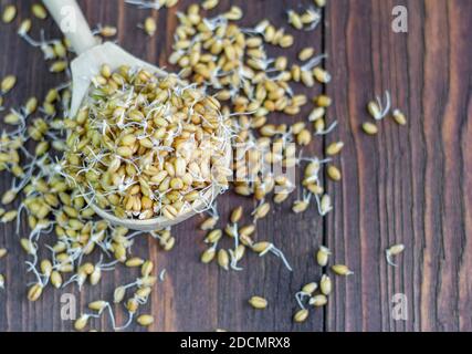 Germogli di grano in un cucchiaio di legno, vista dall'alto con una copia dello spazio. Cereali germogliati per una dieta sana. Foto Stock