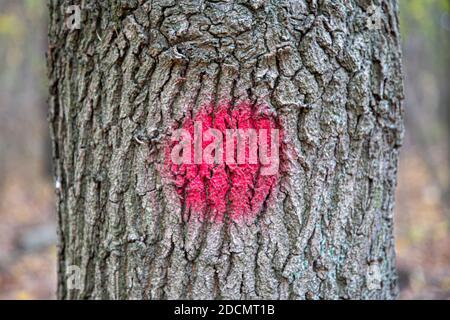 corteccia d'albero con un punto rosso di vernice spray, marcata Foto Stock