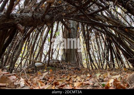 Vista interna di una tenda permeabile fatta di rami in una foresta, autunno Foto Stock