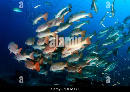 Shoal of Bluefin Trevally e Snapper caccia su una barriera corallina tropicale. Foto Stock