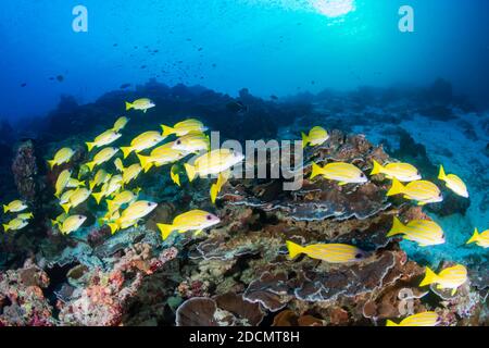 Pesci tropicali colorati su una barriera corallina all'alba (Isole Similan) Foto Stock