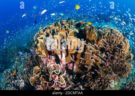 Bei coralli molli e scuole di pesci tropicali colorati intorno Una barriera corallina nel Mare delle Andamane Foto Stock