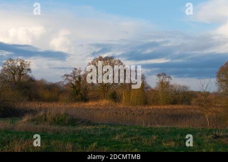 Vista su uno dei laghi della riserva naturale Shapwick Heath nel Somerset, in una serata d'inverno ancora prima del tramonto. Foto Stock