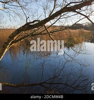 Vista su uno dei laghi della riserva naturale Shapwick Heath nel Somerset, in una serata d'inverno ancora prima del tramonto. Foto Stock