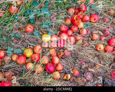 Nei primi mesi invernali un albero di mele Malus domestica in crescita selvaggia accanto ad una linea ferroviaria con un gran numero di frane mele a terra Foto Stock