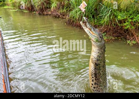 Saltwater coccodrillo jumping per uno spuntino nel fiume Adelaide, Darwin, Australia Foto Stock