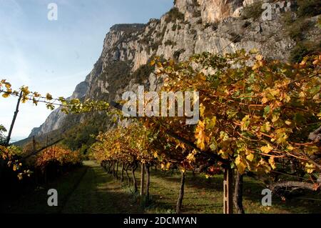 viticoltura e viticoltura in un bellissimo paesaggio alpino in alto adige Foto Stock