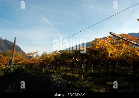 viticoltura e viticoltura in un bellissimo paesaggio alpino in alto adige Foto Stock