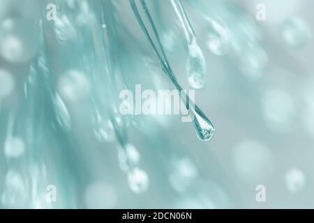 Aghi di pino con gocce di ghiaccio, bokeh invernale sfocato. Abstract Natale, inverno, felice anno nuovo background Foto Stock