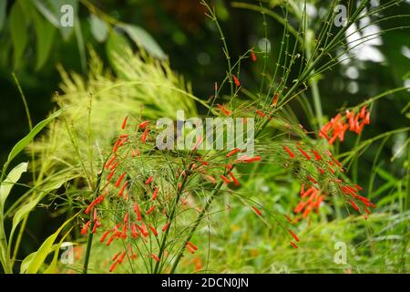 Un uccello da sole a oliva appollaiato su un ramo di una pianta di vigili del fuoco, con fiori rossi in fiore intorno. Foto Stock