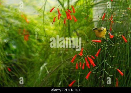 Un uccello da sole a oliva appollaiato su un ramo di una pianta di vigili del fuoco, con fiori rossi in fiore intorno. Foto Stock