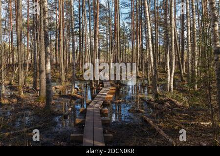 Swamp Kakerdaja in Estonia in autunno. La paludosa è attrezzata da pedine woodens. Foto Stock