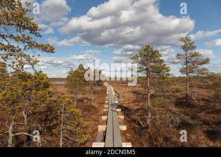 Swamp Kakerdaja in Estonia in autunno. La paludosa è attrezzata da pedine woodens. Foto Stock