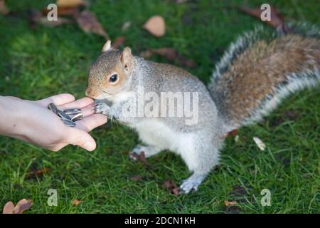 UK Weather, Londra, 22 novembre 2020: In una domenica di sole a Londra la gente si riversa in Holland Park, dove una giovane donna ha alimentato i semi di girasole ad uno scoiattolo. Anna Watson/Alamy Live News Foto Stock
