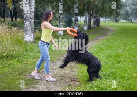 Briard gioca con il proprietario utilizzando il giocattolo nel parco pubblico. Foto Stock