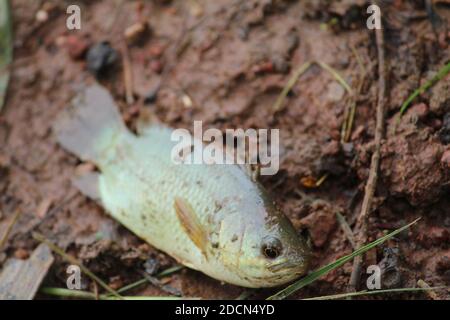 Pesce di Anabas adagiato sul terreno anabas koi pesce a terra Foto Stock