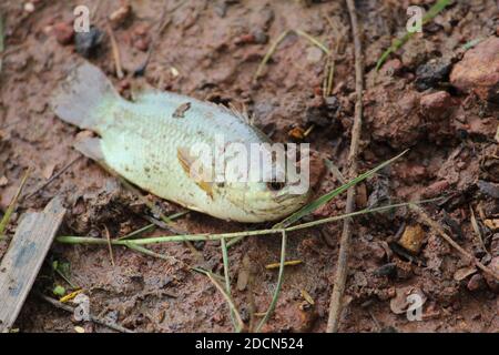 Pesce di Anabas adagiato sul terreno anabas koi pesce a terra Foto Stock