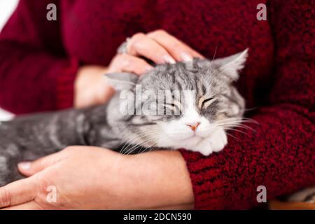 Un gatto grigio sta crogiolandosi nelle braccia di a. nonna Foto Stock