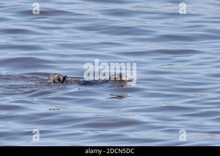Lontre marine a Moss Landing, California Foto Stock