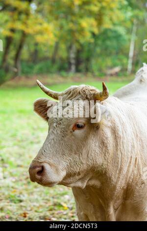 Ritratto verticale di una mucca di Jersey nel campo Foto Stock