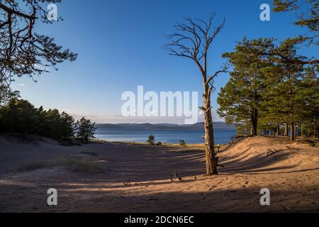 Albero morto lasciato in piedi nella sabbia della spiaggia di Storsand a Norrfällsviken, Svezia. Foto Stock