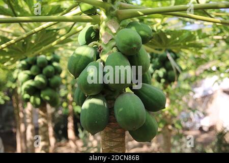 Khan Younis, la striscia di Gaza, Palestina. 22 novembre 2020. Vendemmiate la papaya a Khan Younis città a sud della striscia di Gaza Credit: Hassan Jedi/Quds Net News/ZUMA Wire/Alamy Live News Foto Stock