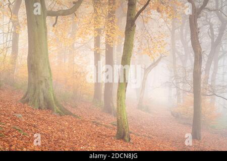 Il bosco del Chevin Forest Park è oscato in una fitta nebbia mentre il colore autunnale raggiunge il suo apice, con toni caldi e ricchi che dominano la scena. Foto Stock