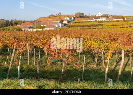 Foglie arancioni e gialle sui vitigni in autunno e terrazze di cantine a Mittelberg Kellergasse, popolare tra gli amanti del vino, bassa Austria Foto Stock