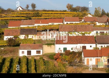 Foglie arancioni e gialle sui vitigni in autunno e terrazze di cantine a Mittelberg Kellergasse, popolare tra gli amanti del vino, bassa Austria Foto Stock