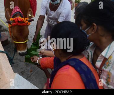 I devoti eseguono rituali durante il Govardhan Puja chiamato anche Annakut (mucchio di grano) in un tempio ad Agartala. Annakut Puja è celebrato con l'adorazione delle mucche così come il giorno Krishna ha sconfitto Indra prendendo la collina di Govardhan. Quest'anno la gestione del tempio permise meno devoti e segnò il pavimento per garantire la distanza sociale per prevenire la diffusione di COVID-19. Agartala, Tripura, India. Foto Stock