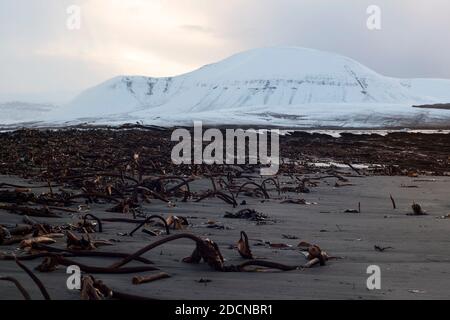 Spiaggia di sabbia coperta di alghe e grande collina con neve In scena invernale su Orkney Foto Stock