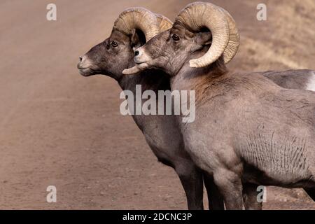 Due pecore di bighorn maschili che si posano in Waterton Canypn CVolorado Foto Stock