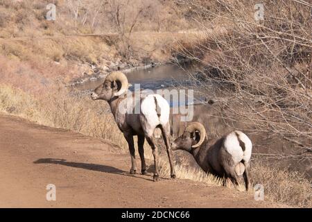 Due pecore di bighorn maschili che si posano in Waterton Canypn CVolorado Foto Stock