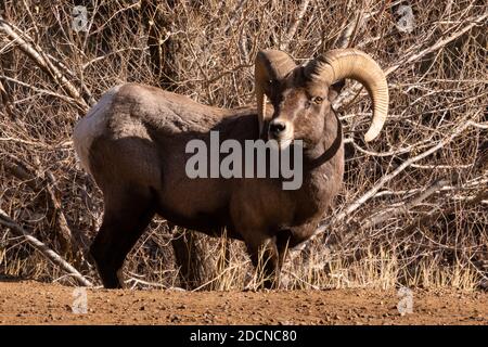 Due pecore di bighorn maschili che si posano in Waterton Canypn CVolorado Foto Stock