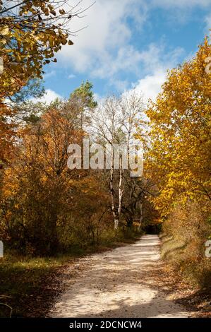 un sentiero di ghiaia che conduce attraverso la foresta colorata in autunno con alberi decidui e conifere Foto Stock