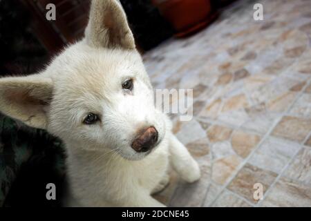 Un raro esemplare di cucciolo bianco giapponese Akita Foto Stock