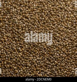 Semi interi di canapa. Fondo quadrato e superficie con frutti crudi di Cannabis sativa. Alto in proteine complete e grande fonte di ferro. Foto Stock