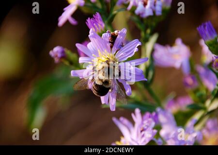 Primo piano di bumblebee che raccoglie polline dalle fioriture viola dell'astro Foto Stock