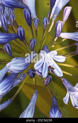 Agapanthus fiore primo piano Foto Stock