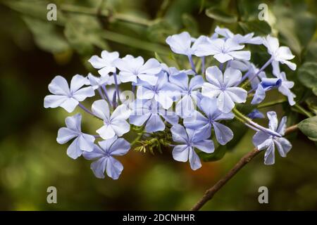 Ceratostigma willmottianum pianta in fiore Foto Stock